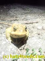 /home//u458753944/public_html/sourcegallery/////////Roxborough Toad Detour/2023/2023-04-06/P4060682.JPG